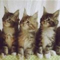 抖音一排猫咪点头gif原图表情包合集2020 免费版